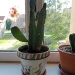 Consolea rubescens Hoja