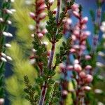 Calluna vulgaris Feuille