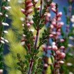 Calluna vulgaris Leht