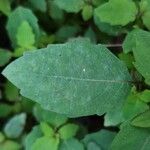 Impatiens capensis Leaf