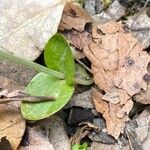 Centaurium maritimum Leaf