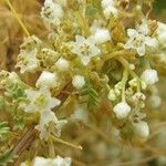 Cuscuta indecora 花