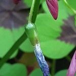 Oxalis tetraphylla Fruit