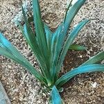 Agave sisalana Leaf