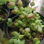 Cotyledon pendens Hoja