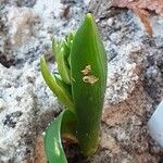 Ornithogalum balansae Levél