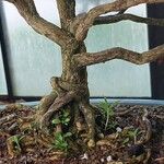 Serissa japonica Corteza