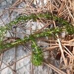 Lagarosiphon major Blatt