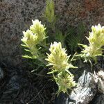 Castilleja nana Hábito