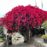 Bougainvillea glabra花