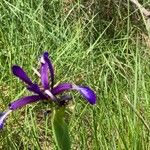 Iris reichenbachiana Kwiat