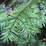 Abies alba Blad