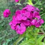 Dianthus barbatusFuelha