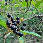 Hamelia patens Fruit