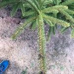 Picea jezoensis Levél