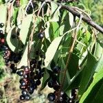 Prunus serotina Fruit