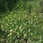 Trifolium ochroleucon Habit