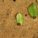 Celtis mildbraedii Blatt