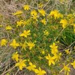 Hypericum perfoliatumFlor