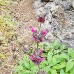 Salvia spathacea Cvet