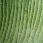 Coniogramme africana Hoja