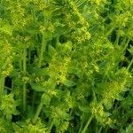 Cruciata laevipes موطن