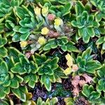 Azorella aretioides Fruto