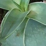 Aloe striata Fulla