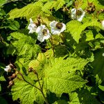 Rubus parviflorus 叶