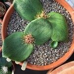 Massonia depressa Hoja