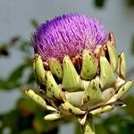 Cynara cardunculusПлод