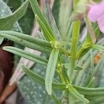 Misopates orontium Leaf