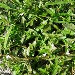 Lindernia dubia 葉
