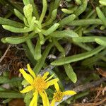 Limbarda crithmoides Floare