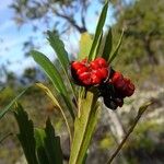 Pittosporum dzumacense Плід