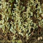 Atriplex pedunculata Habitus