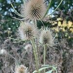 Dipsacus ferox 果