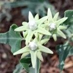 Morrenia odorata Flor