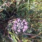 Allium stellatum Цвят