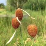 Typha minima Ffrwyth