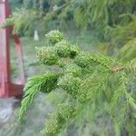 Cryptomeria japonica Levél