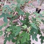 Brachychiton bidwillii Lapas