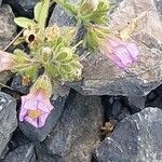 Chaenorhinum origanifolium Blüte