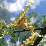 Monodora carolinae Flower