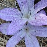 Colchicum variegatum Květ