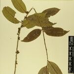 Eurya cerasifolia Other