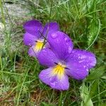 Viola calcarata Çiçek