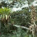 Tillandsia fendleri Plante entière