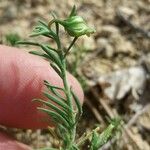Fumana procumbens Yaprak