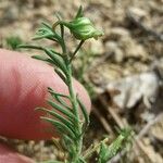 Fumana procumbens পাতা